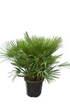 Chamaerops humilis Vulcano - Gesamth&ouml;he 80-100 cm - Topf &Oslash; 40 cm