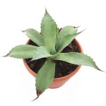 Agave ovatifolia