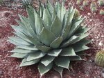 Agave neomexicana - Topf &Oslash; 26 cm