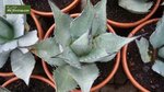 Agave neomexicana - Topf &Oslash; 26 cm