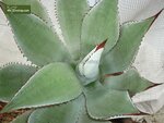 Agave neomexicana - Topf &Oslash; 26 cm