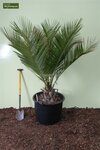 Jubaea chilensis - Stamm 30-40 cm - Gesamth&ouml;he 150+ cm - Topf &Oslash; 58 cm [Palette]