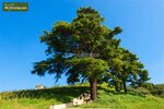 Cedrus libani - Topf &Oslash; 17 cm