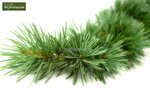 Cedrus libani - Topf &Oslash; 17 cm