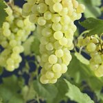 Vitis labrusca Sukribe - Topf 2 ltr