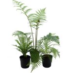 Fern set - Dicksonia, cyathea, blechnum