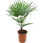 Trachycarpus princeps x wagnerianus - Topf &Oslash; 26 cm