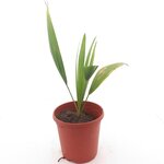 Sabal minor Blue Stem Dwarf