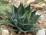 Agave montana