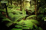 Dicksonia antarctica - Stamm 20-30 cm