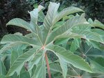 Tetrapanax papyrifera - Topf &Oslash; 21 cm