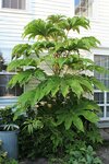 Tetrapanax papyrifera - Topf &Oslash; 21 cm