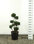 Chamaecyparis obtusa Draht Multibol - Gesamth&ouml;he 100-125 cm - pot 20 ltr