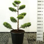 Juniperus chinensis Kuriwao Gold multiplateau - Gesamth&ouml;he 100-125 cm - Topf 20 ltr