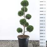 Cupressocyparis leylandii multibol extra - Gesamth&ouml;he 100-125 cm