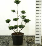 Ilex crenata Convexa multiplateau