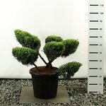 Juniperus media Old Gold multiplateau extra - Gesamth&ouml;he 100-125 cm - Topf 20 ltr