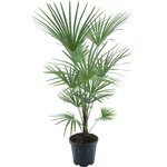 Trachycarpus fortunei Frosty - Gesamth&ouml;he 140-160 cm - Topf &Oslash; 32 cm