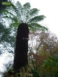 Dicksonia antarctica canopy