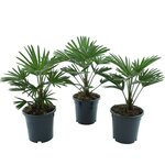 Trachycarpus wagnerianus set of 3