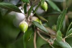 Quercus ilex - Topf &Oslash; 21 cm