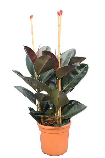 Ficus elastica Abidjan Topf &Oslash; 25 cm