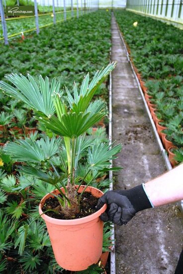 Trachycarpus wagnerianus