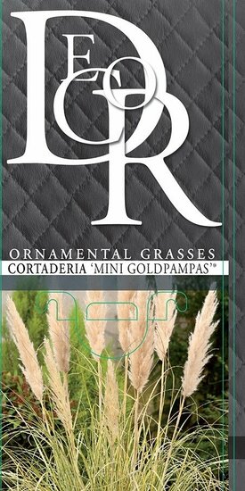 Cortaderia selloana Gold Mini Pampas - Gesamth&ouml;he 50-60 cm - Topf 2 ltr