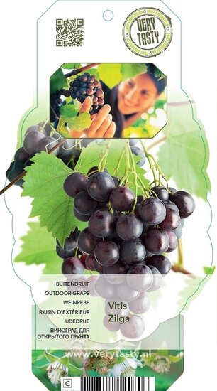 Vitis labrusca Zilga - Topf 2 ltr