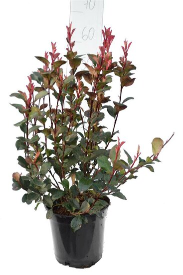 Photinia fraseri Red Robin - Gesamth&ouml;he 50-70 cm - Topf &Oslash; 18 cm