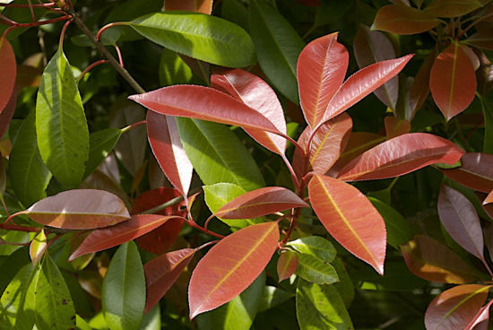 Photinia fraseri Red Robin - Gesamth&ouml;he 50-70 cm - Topf &Oslash; 18 cm