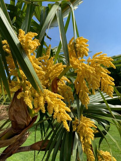 Trachycarpus fortunei - Stamm 100-120 cm - Gesamth&ouml;he 200-250 cm - Topf &Oslash; 50 cm [Palette]