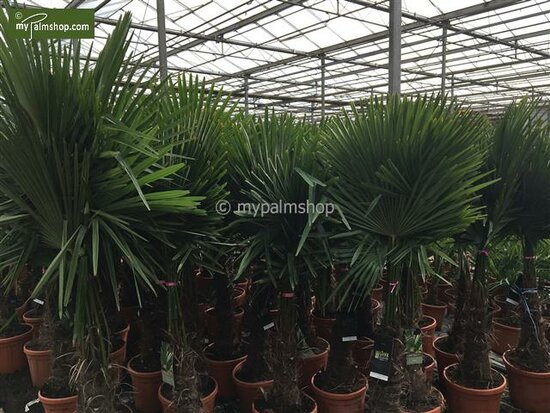 Trachycarpus fortunei - Stamm 160-180 cm - Topf &Oslash; 65 cm [Palette]