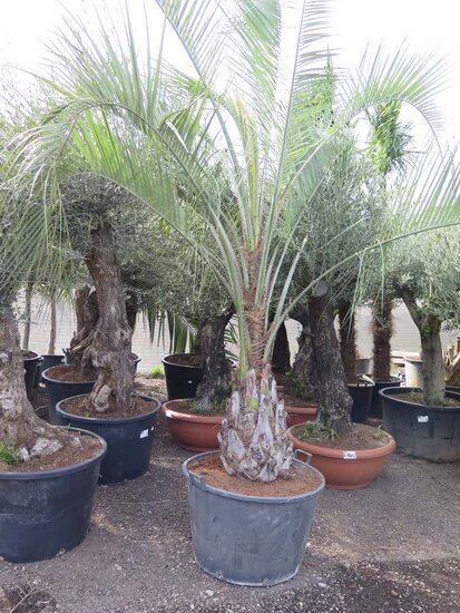 Butia capitata var. odorata