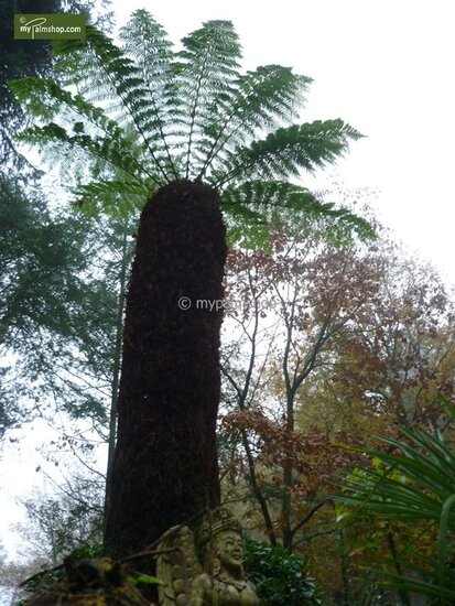 Dicksonia antarctica - Stamm 15-20 cm - Gesamth&ouml;he 80-100 cm - Topf &Oslash; 26 cm