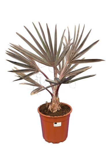 Bismarckia nobilis - Gesamth&ouml;he  80-100 cm - Topf &Oslash; 24 cm