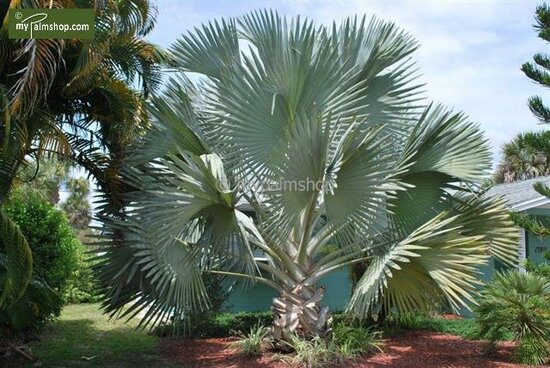 Bismarckia nobilis - Gesamth&ouml;he  80-100 cm - Topf &Oslash; 24 cm