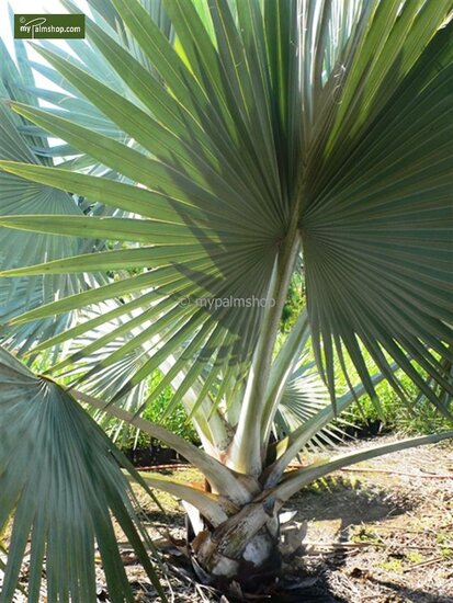 Bismarckia nobilis - Gesamth&ouml;he  80-100 cm - Topf &Oslash; 24 cm