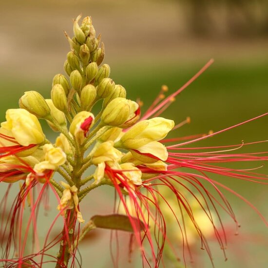 Caesalpinia gilliesii