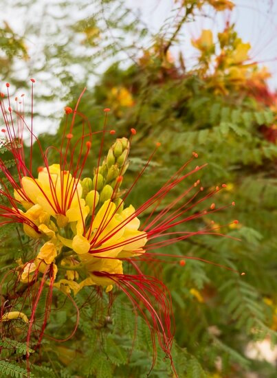 Caesalpinia gilliesii - Gesamth&ouml;he 90-110 cm - Topf &Oslash; 21 cm