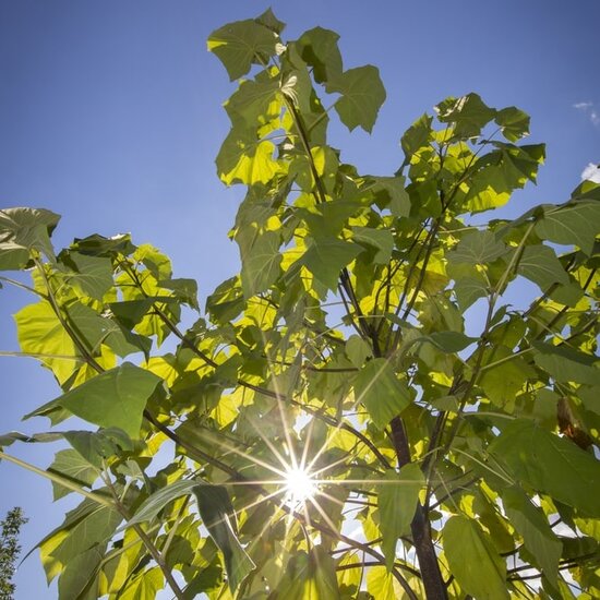 Paulownia tomentosa