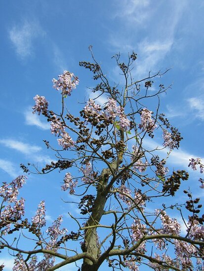 Paulownia tomentosa