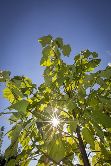 Paulownia tomentosa