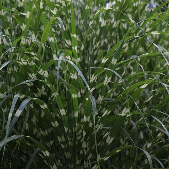 Miscanthus sinensis Little Zebra - Topf 2 ltr