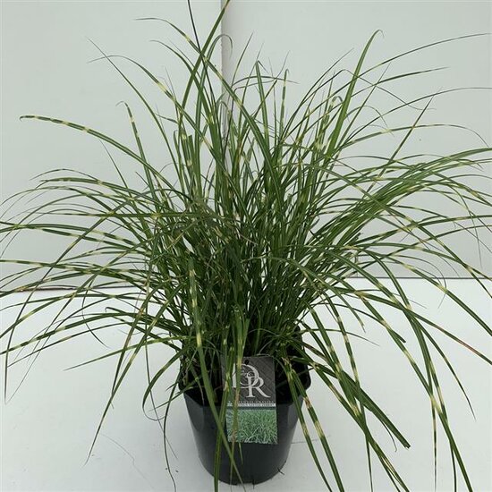 Miscanthus sinensis Little Zebra - Topf 5 ltr