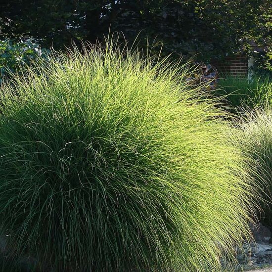 Miscanthus sinensis Gracillimus - Topf 10 ltr