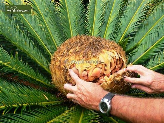 Cycas revoluta - Stamm 45-55 cm - Gesamth&ouml;he 130-160 cm - Topf &Oslash; 48 cm [Palette]