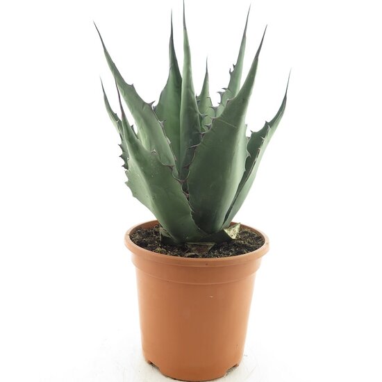 Agave havardiana