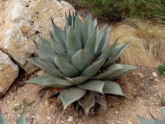 Agave havardiana