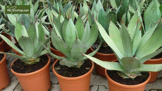 Agave havardiana